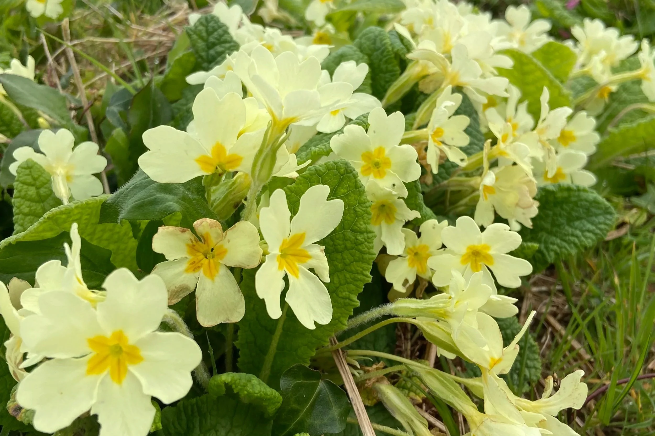 Primroses
