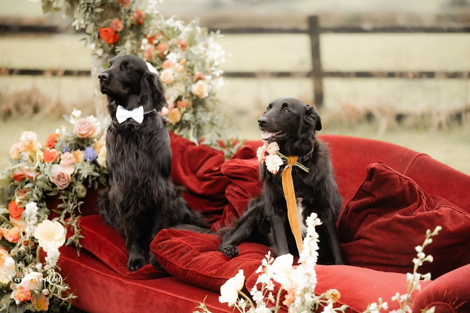 Dogs at a wedding