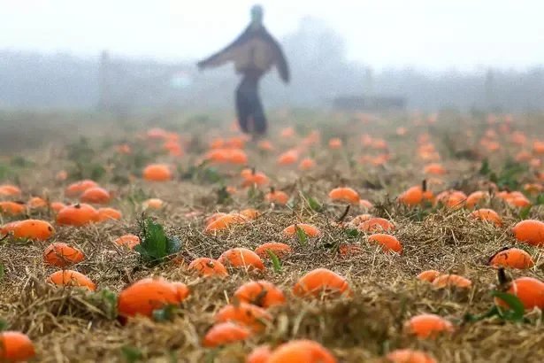 Pumpkin field, Trevaskis Farm