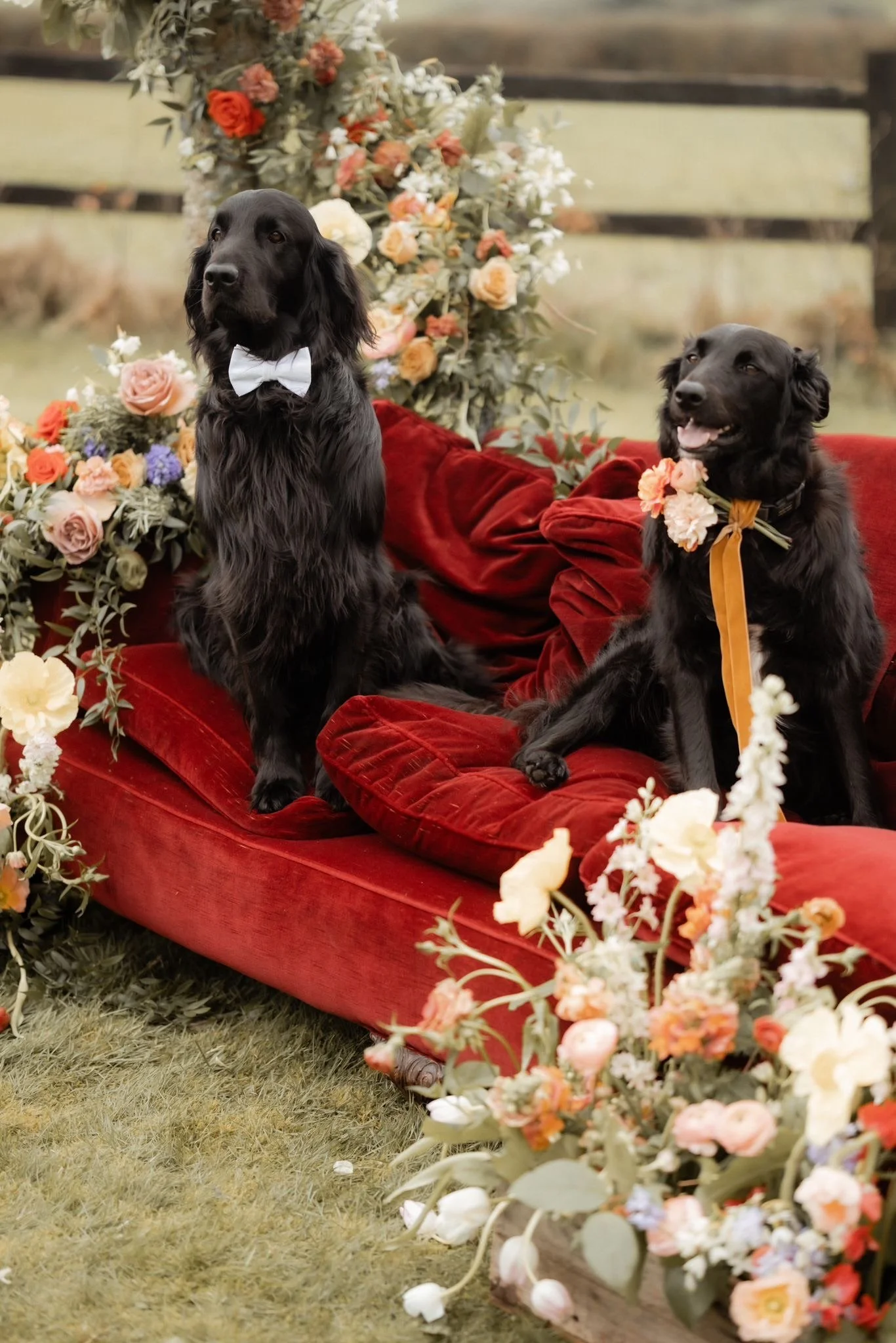 Two black dogs sitting on a red velvet sofa adorned with flowers, one wearing a white bow tie and the other a yellow tie with flowers.