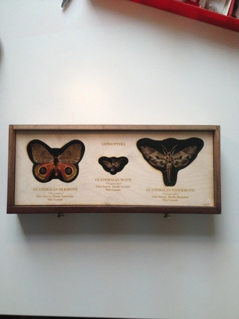 Cabinet-moths.jpeg