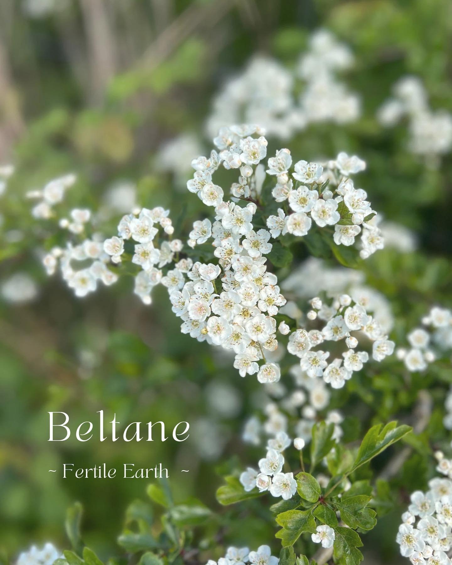 May Day Blessings 🤍

Beltane ~ &lsquo;the bright morning of the year, following the dawn of the Equinox.&rsquo;

At the heart of this Celtic celebration stands the Hawthorn tree, an emblem of fertility, renewal &amp; faerie magic. As we delve into B