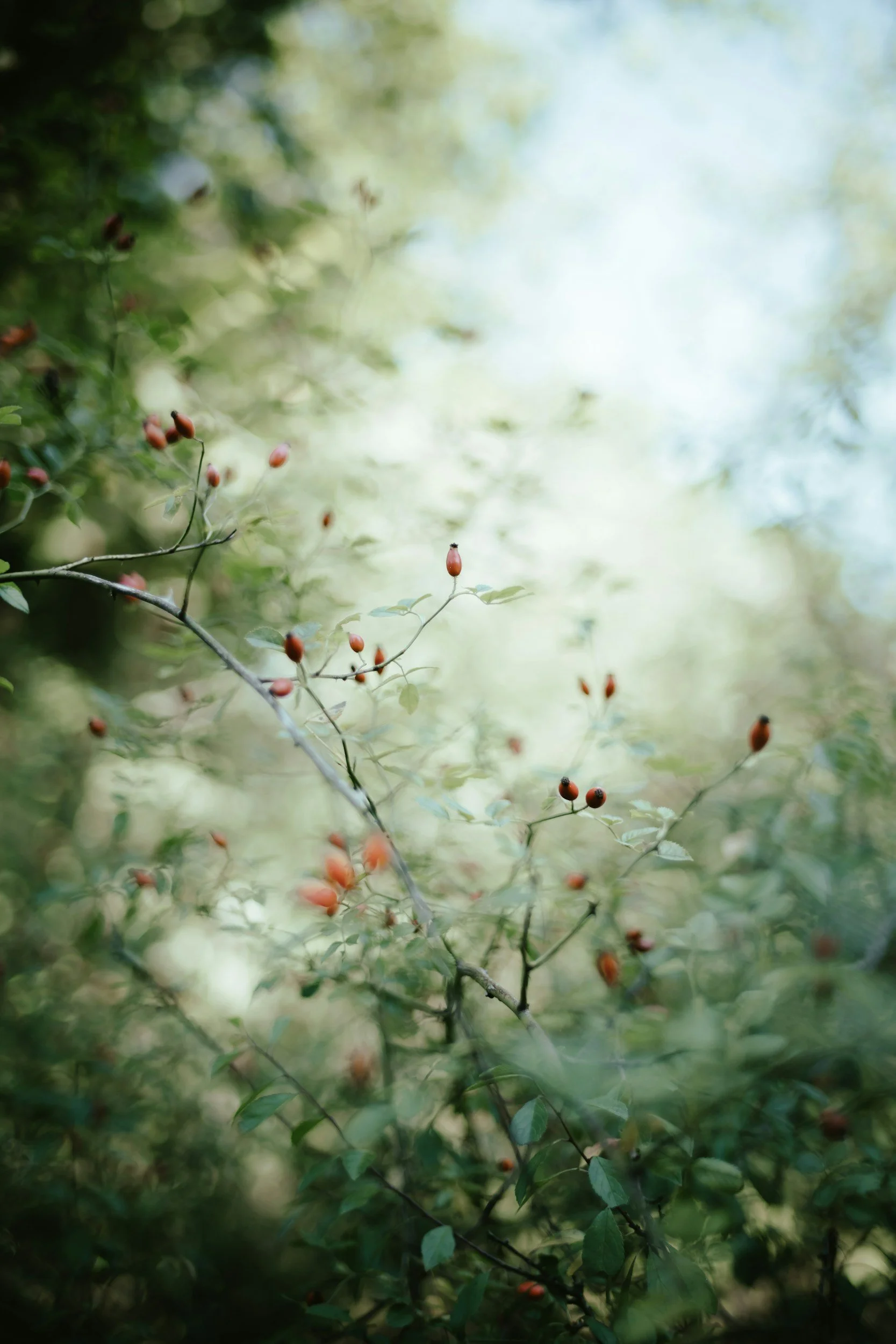 Rosehip: Sound Bath & Tea Ceremony