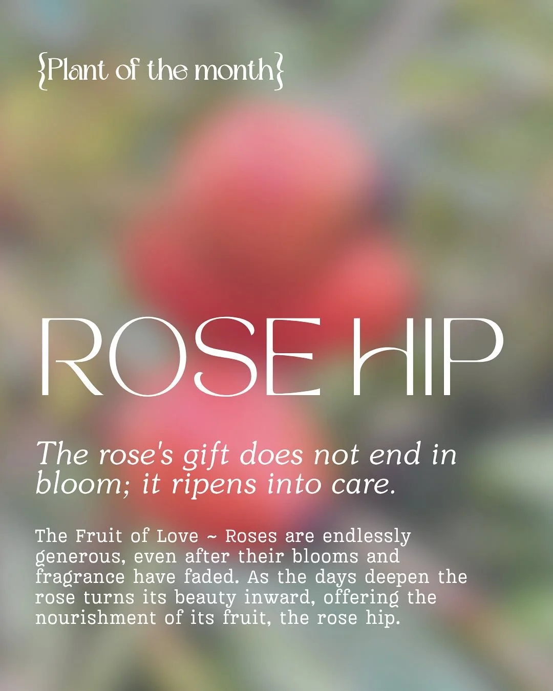 Roses are infinitely generous, even after their blooms and fragrance have faded. Over the warmer months, we savour their delicate petals for their scent and soothing properties, to scatter, to steep and calm the summer heat. 

As the days deepen into