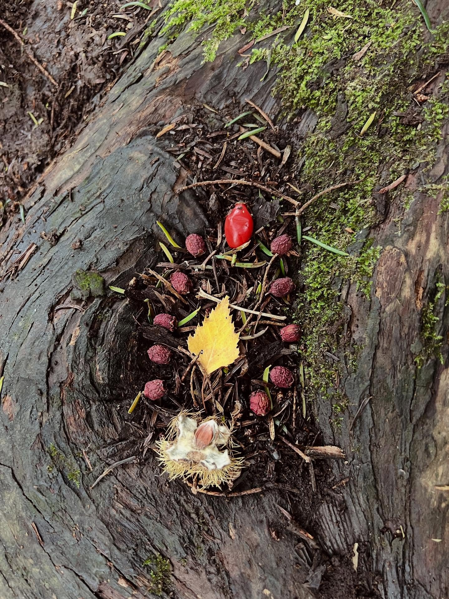 𝐓𝐡𝐨𝐮𝐠𝐡𝐭𝐬 𝐟𝐫𝐨𝐦 𝐭𝐡𝐞 𝐓𝐡𝐫𝐞𝐬𝐡𝐨𝐥𝐝

Sending blessings for this Samhain-tide, as the season ebbs and its energy returns to soil and soul. 

I had intended to be in Wales for the weekend, but time was gifted back to me, and I chose to 