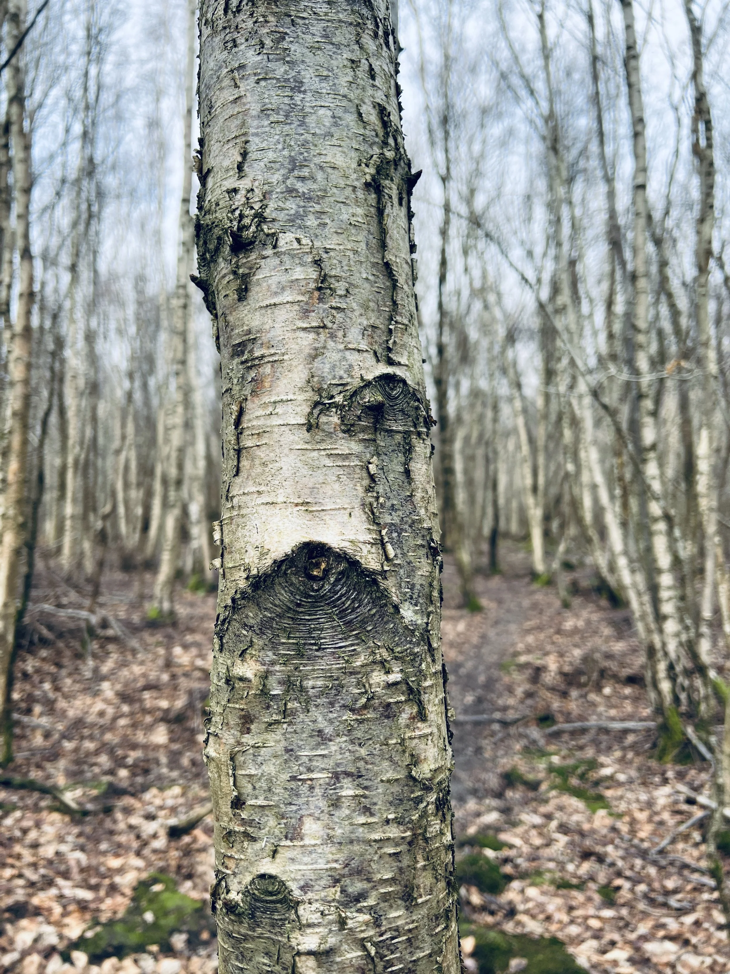 Birch Immersion
