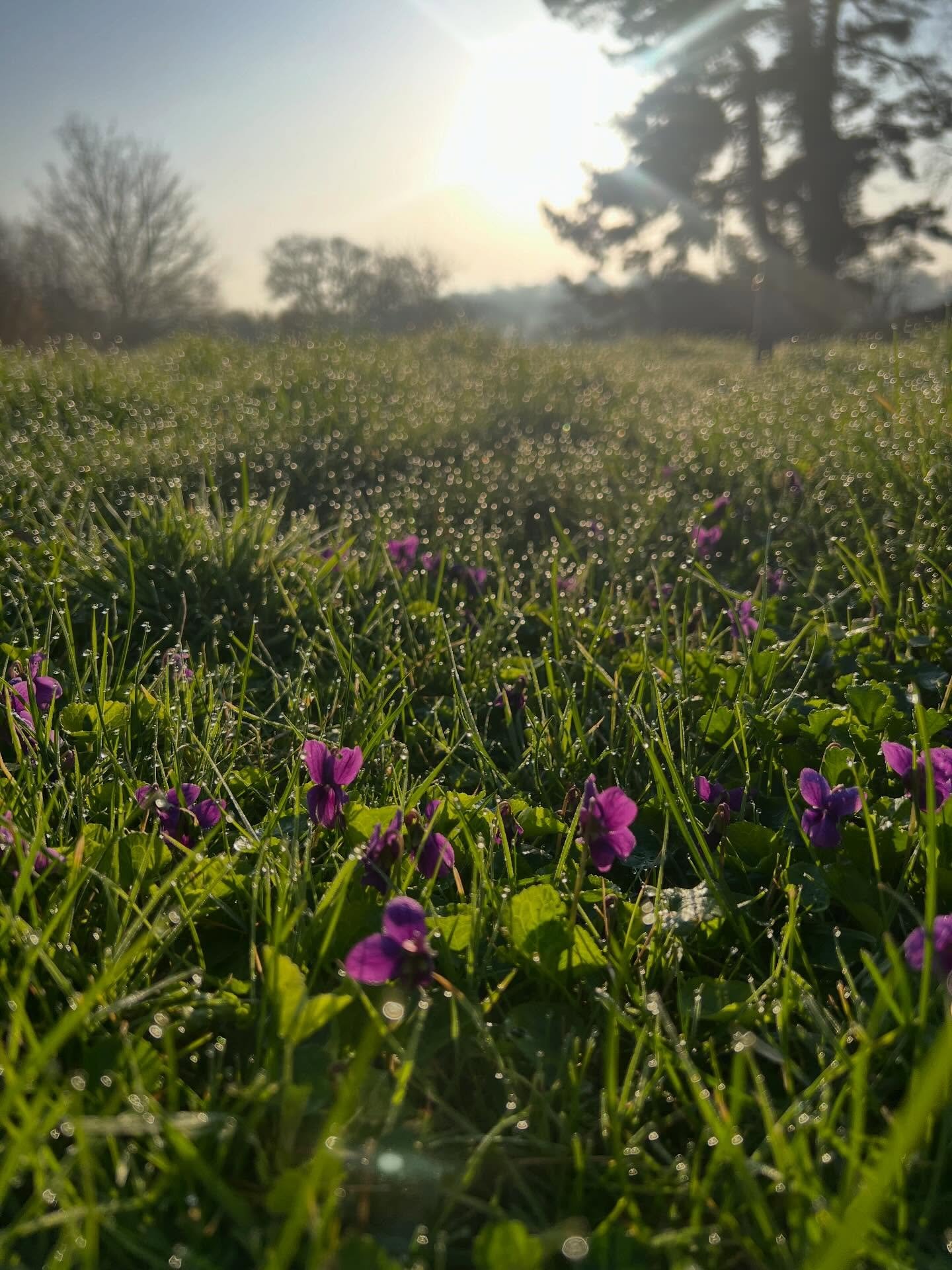 𝐄𝐦𝐞𝐫𝐠𝐞𝐧𝐜𝐞 𝐨𝐟 𝐌𝐚𝐫𝐜𝐡

And so we are coaxed outward again. Rejoicing in the sun, a fresh, bright &lsquo;new&rsquo; light and a sky filled with birdsong.

As we tip into the lighter half and welcome the true beginning of spring, we celebr