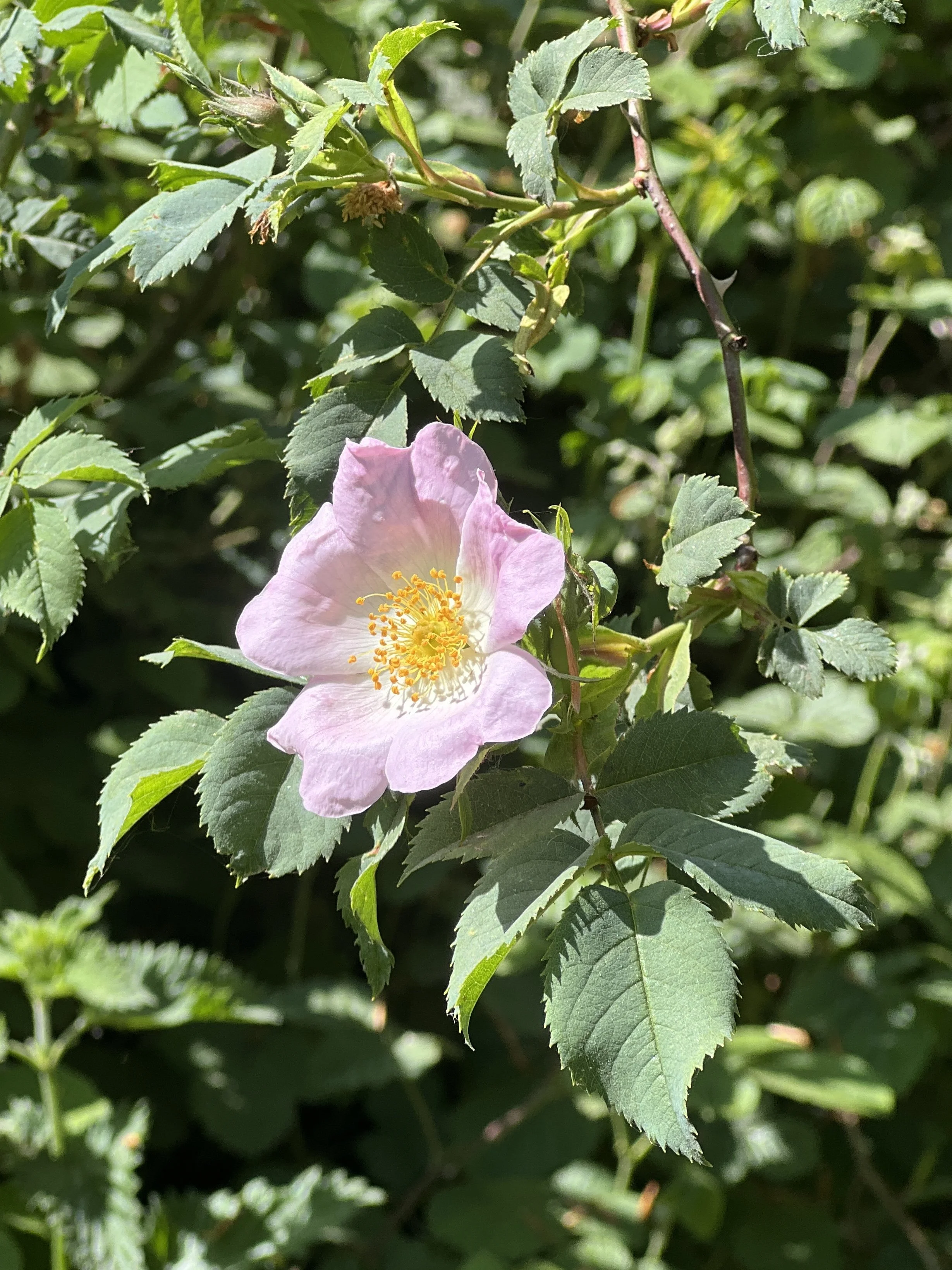 Rose Sound Ceremony