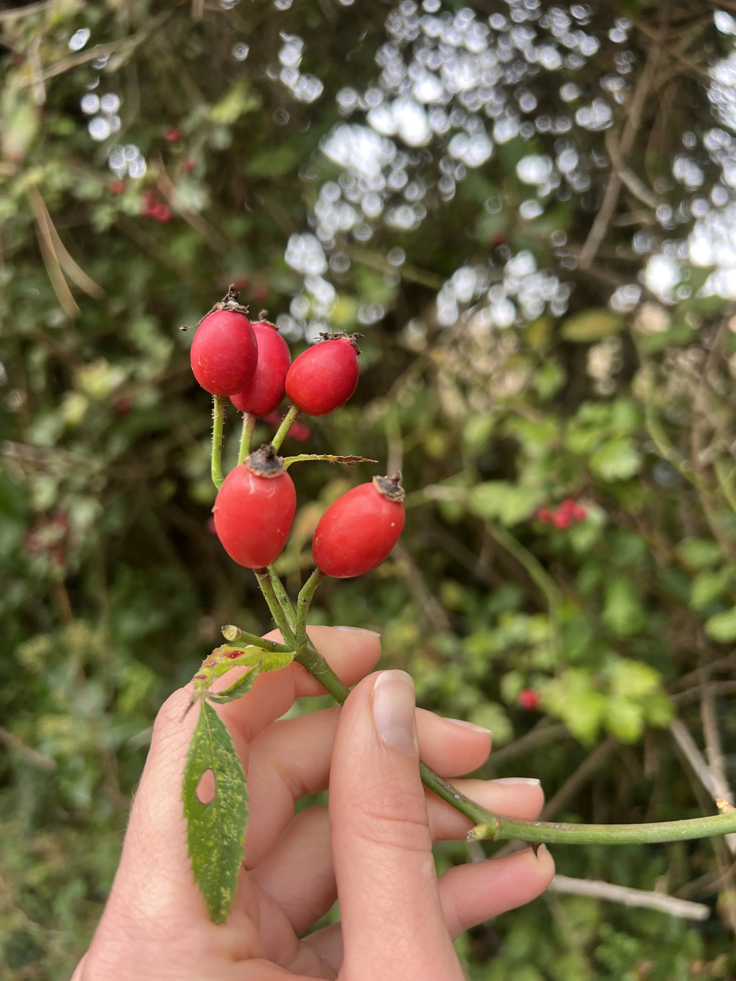 Autumn Rose 