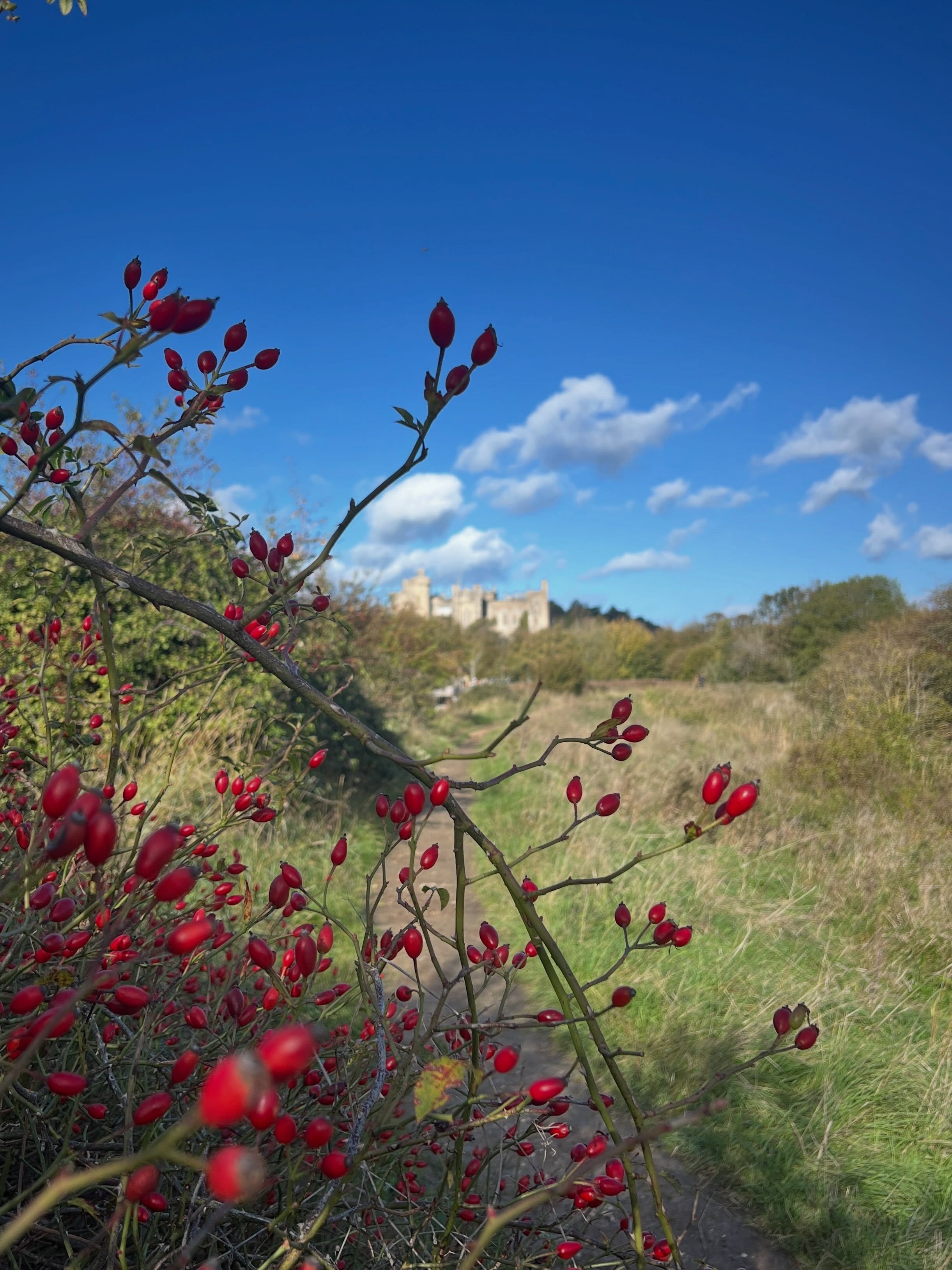 𝐇𝐞𝐝𝐠𝐞𝐫𝐨𝐰 𝐌𝐞𝐝𝐢𝐜𝐢𝐧𝐞 ~ 𝐑𝐨𝐬𝐞𝐡𝐢𝐩

For me, each autumn, it&rsquo;s the Hips and Haws that speak to my heart &hearts;️ 

When most other herbal allies have wound down for winter, the wild edges keep on giving. These fleshy gems provid