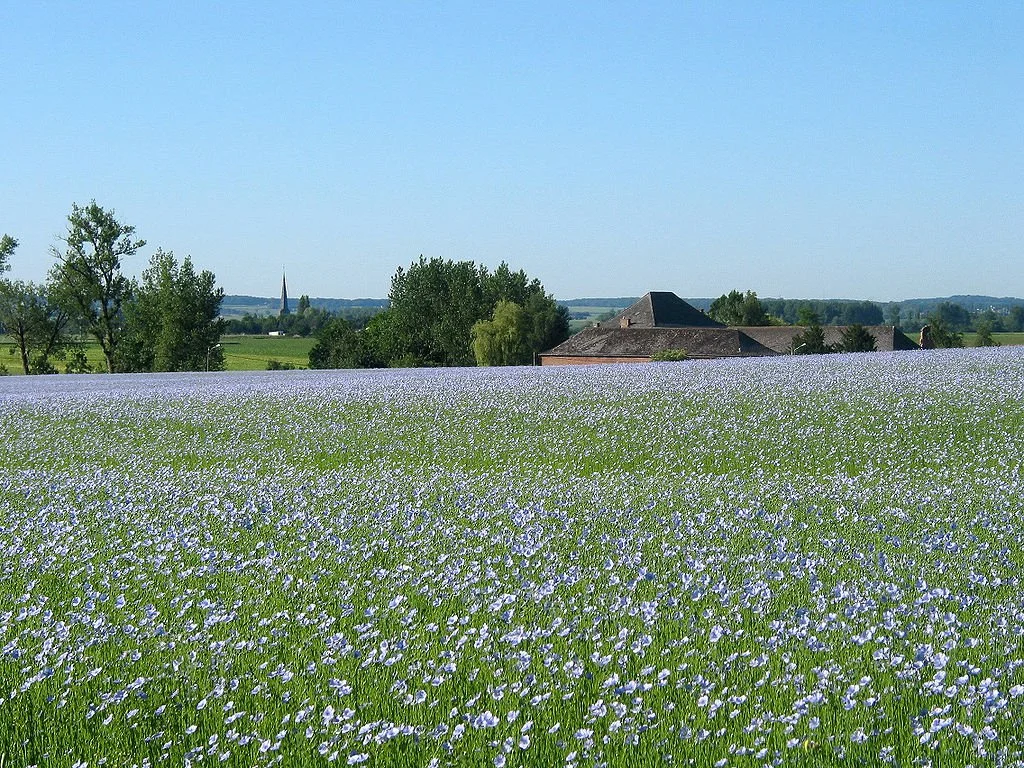 A field of linen in beautiful full bloom