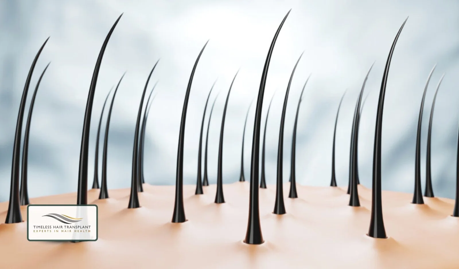 Understanding the Hair Growth Cycle