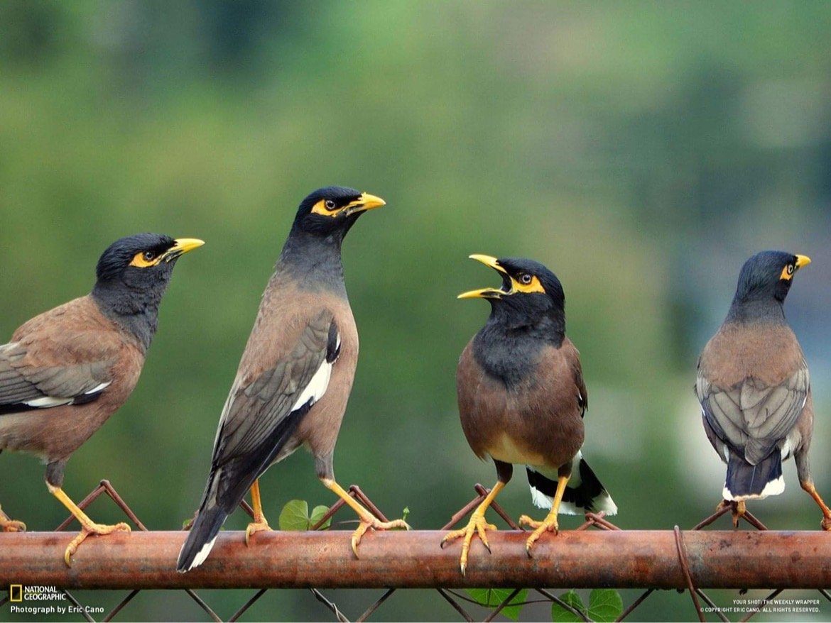 Nat Geo Pick.JPG