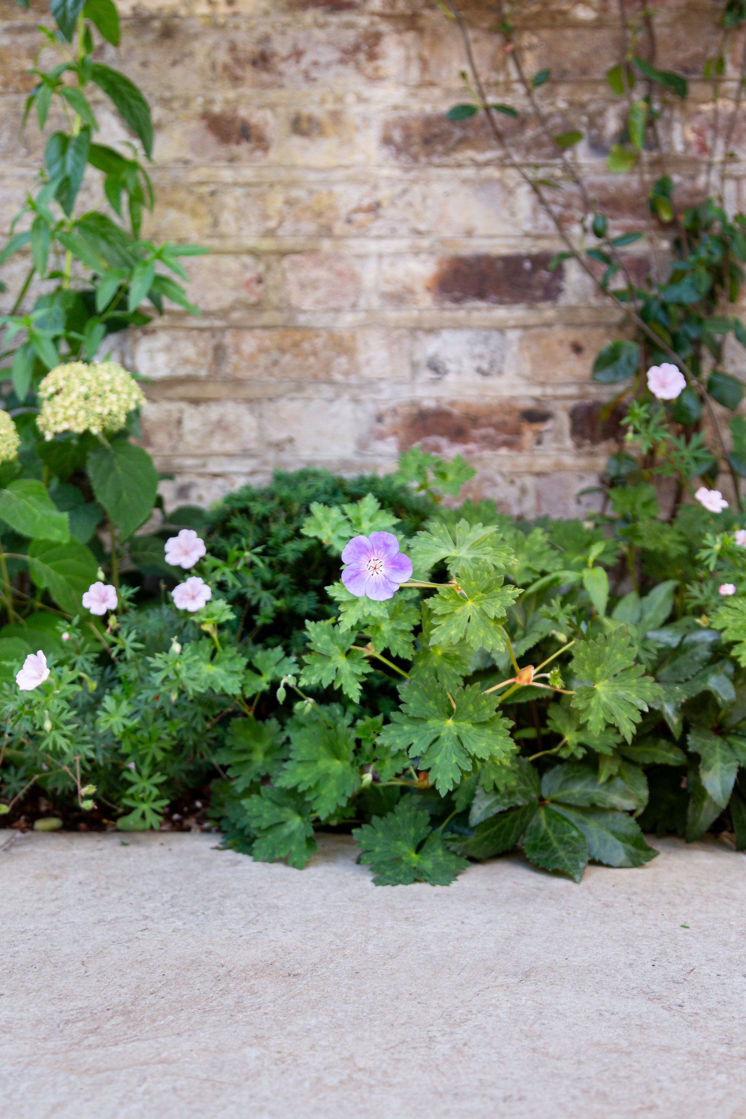 Garden Designer Hampstead.jpg