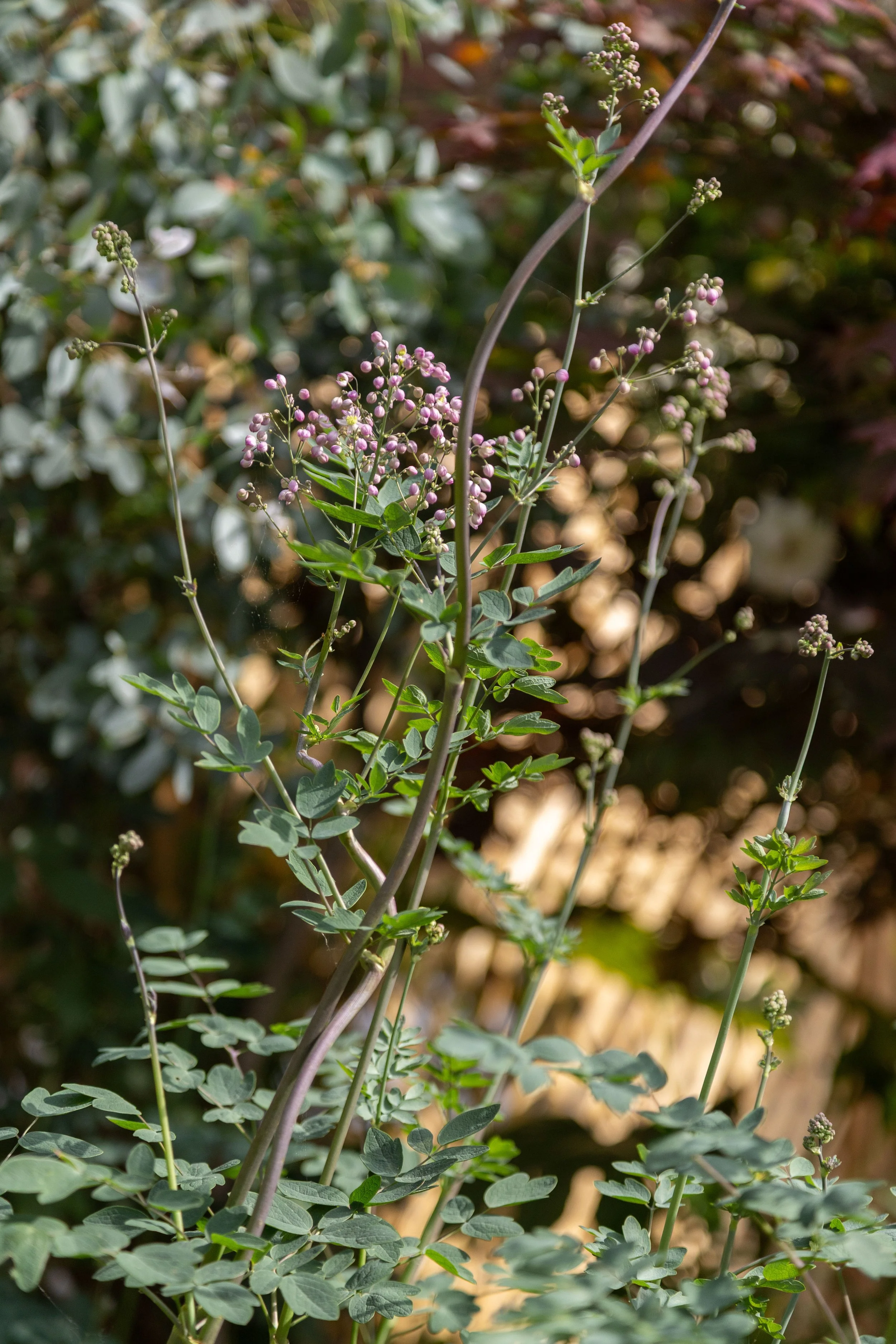 KCGDS_TheCalmGarden_6.jpg