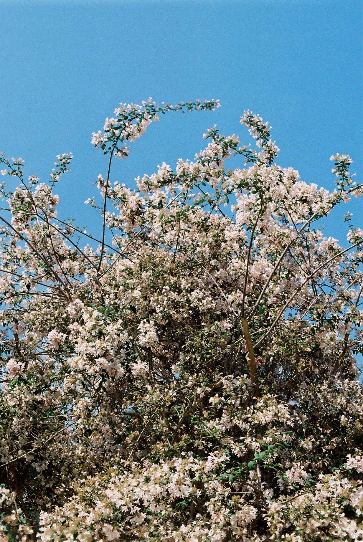 201205_elder_macedo_foex_paris_flowers.jpg
