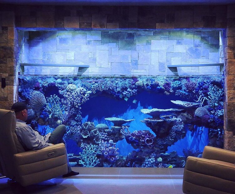 Mordrin boezem Onderdompeling Incorporating Aquariums into Interior Design — RedFin Aquarium Design