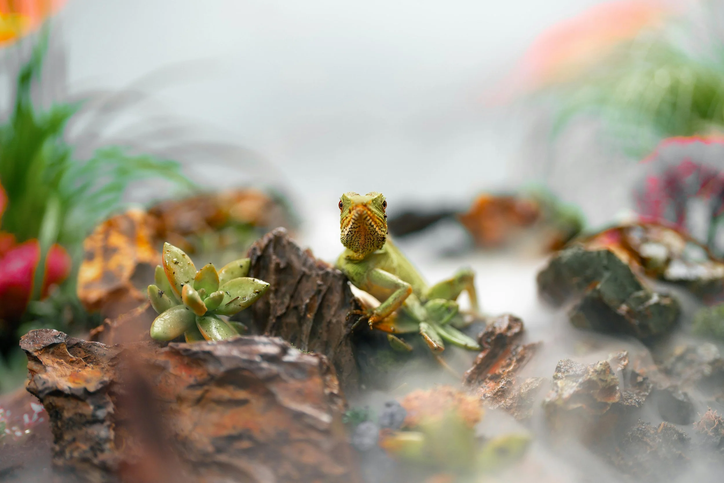 Vivarium tank example
