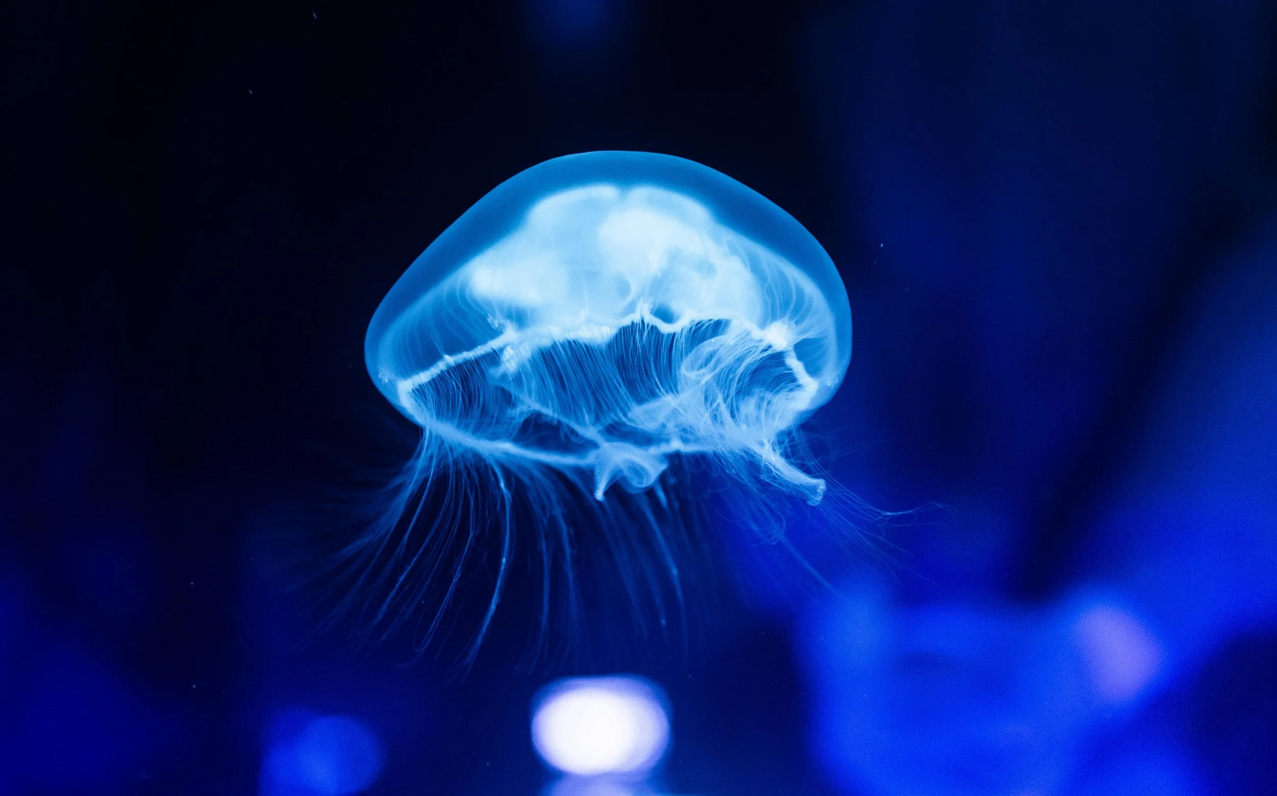 Why Jellyfish Need a Special Aquarium Design