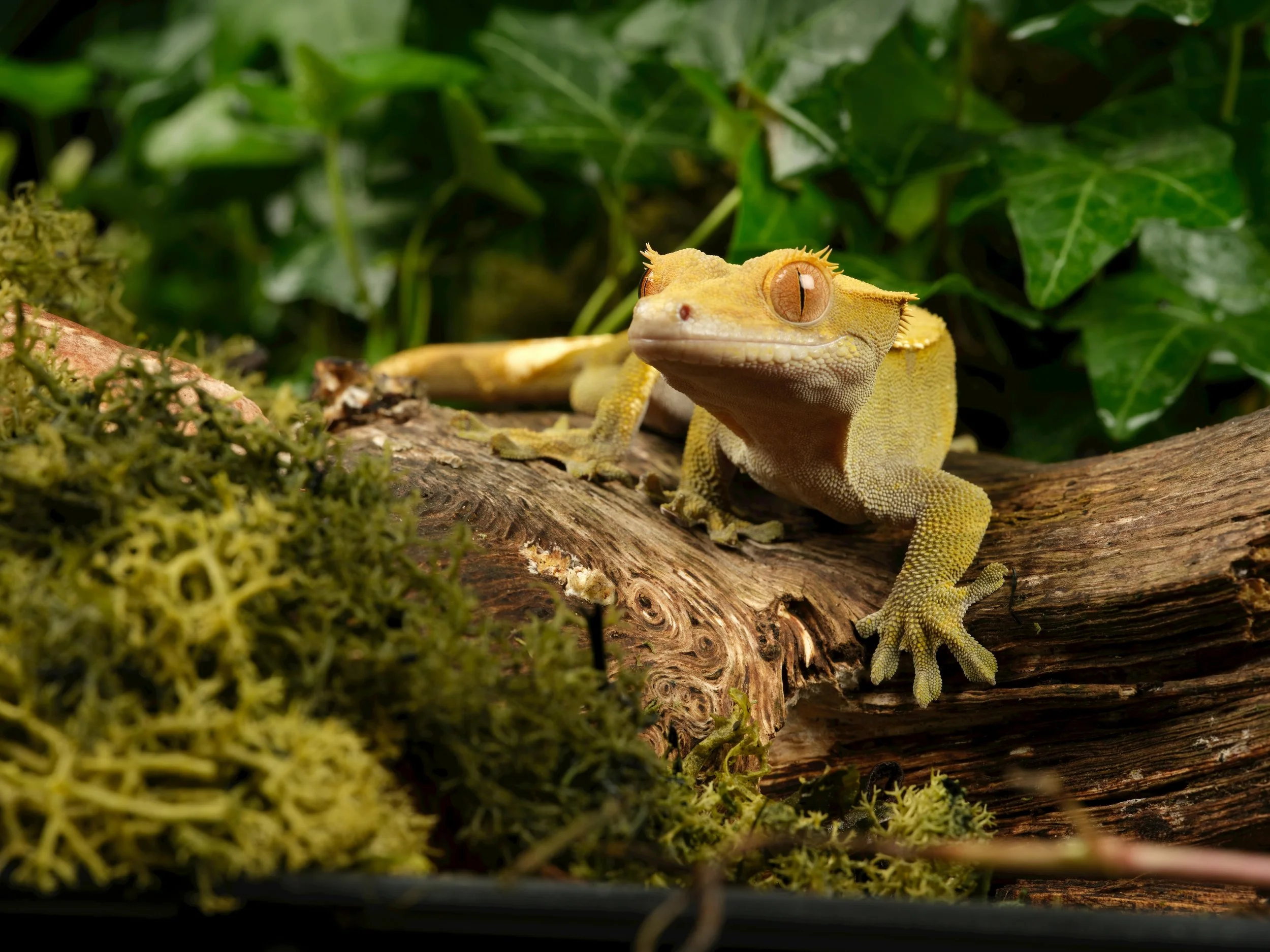 Aquarium vs Paludarium vs Vivarium: Understanding the Differences