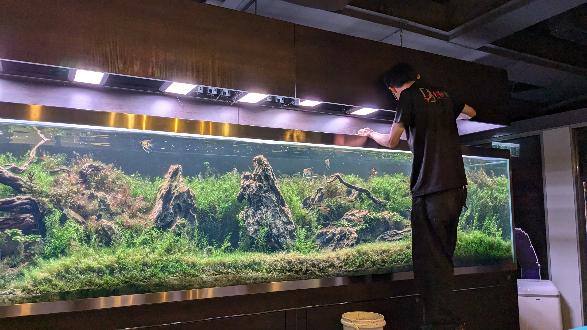 Top 10 Aquarium Design Mistakes to Avoid in Luxury Homes