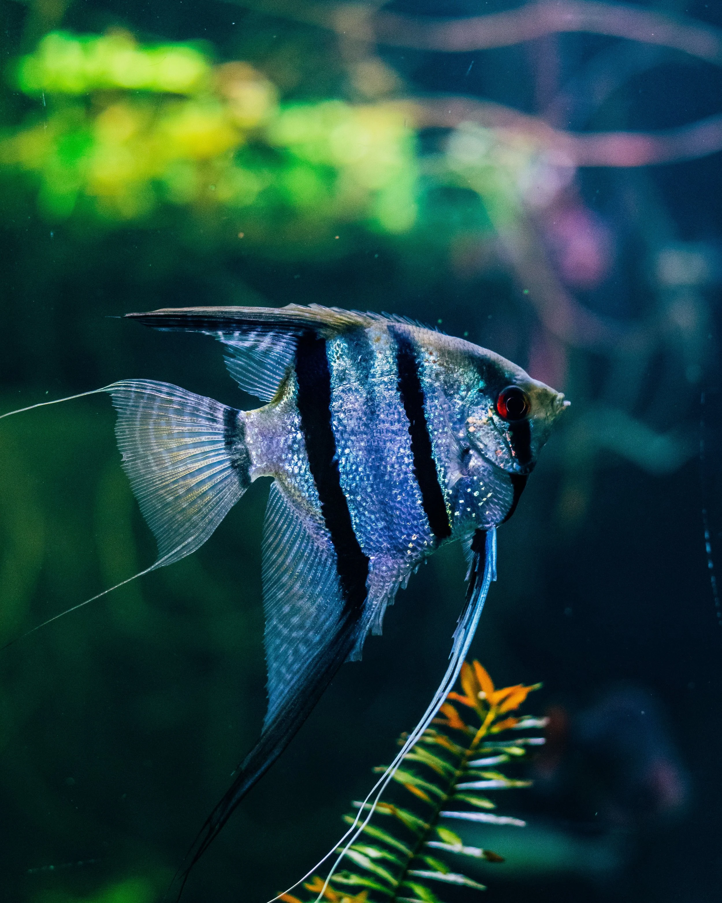 Preventing Algae Growth in High-Volume Aquariums