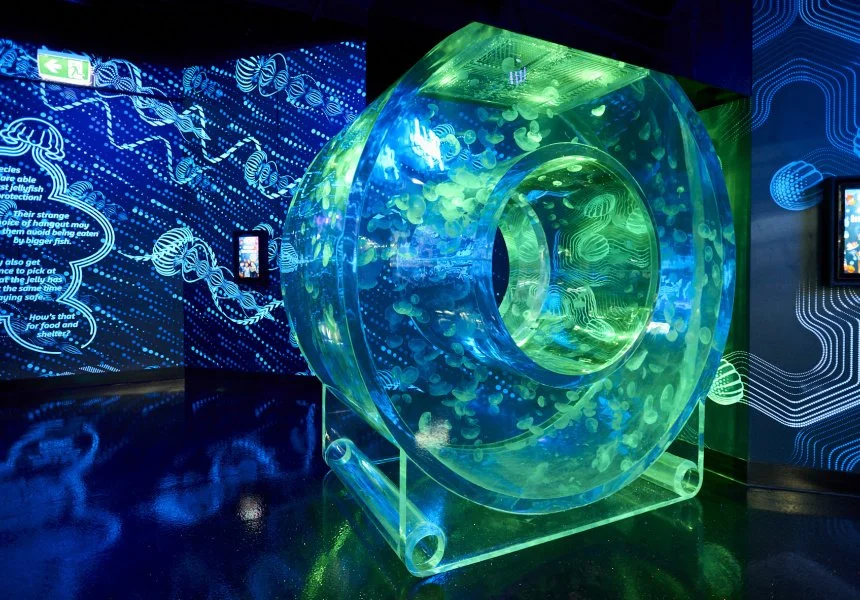 Jellyfish aquarium display at Melbourne Aquarium by RedFin aquarium design