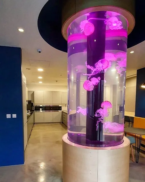 Commercial Aquarium Projects — RedFin Aquarium Design