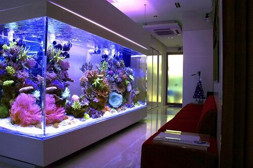 Redfin Aquarium Design