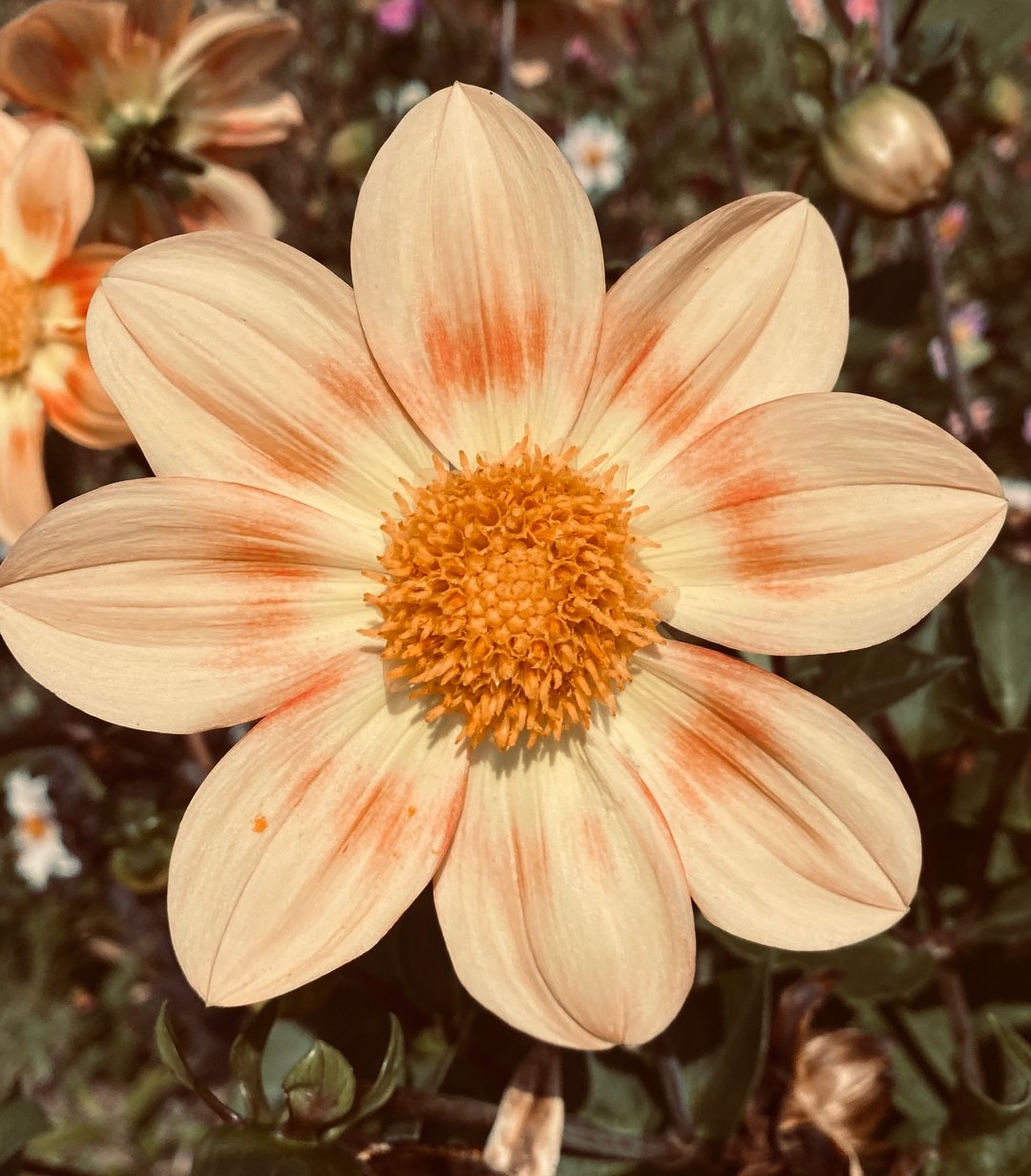 The wisdom of a flower is silent, and yet it speaks to everything. A flower does not force its blooming. It opens when it is ready &mdash; in stillness, in surrender, in perfect rhythm with the sun and soil. In both Buddhist and yogic texts, the flow