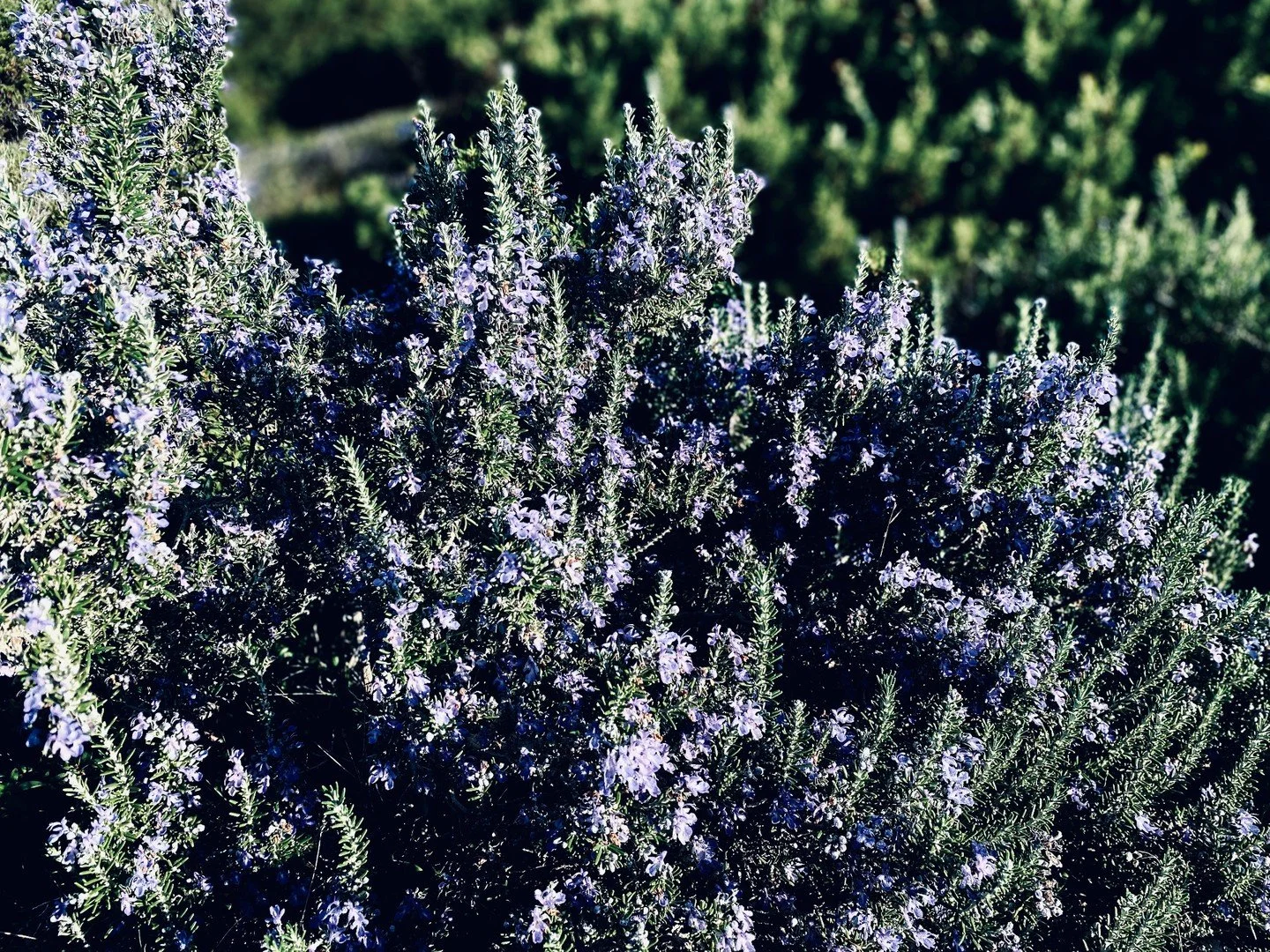 &ldquo;And the day came when the risk to remain tight in a bud
was more painful than the risk it took to blossom.&rdquo;

Ana&iuml;s Nin

Change waits for no one...when we blossom, we learn to breathe....

#poetryinlife #wisdominwords #becomingyou