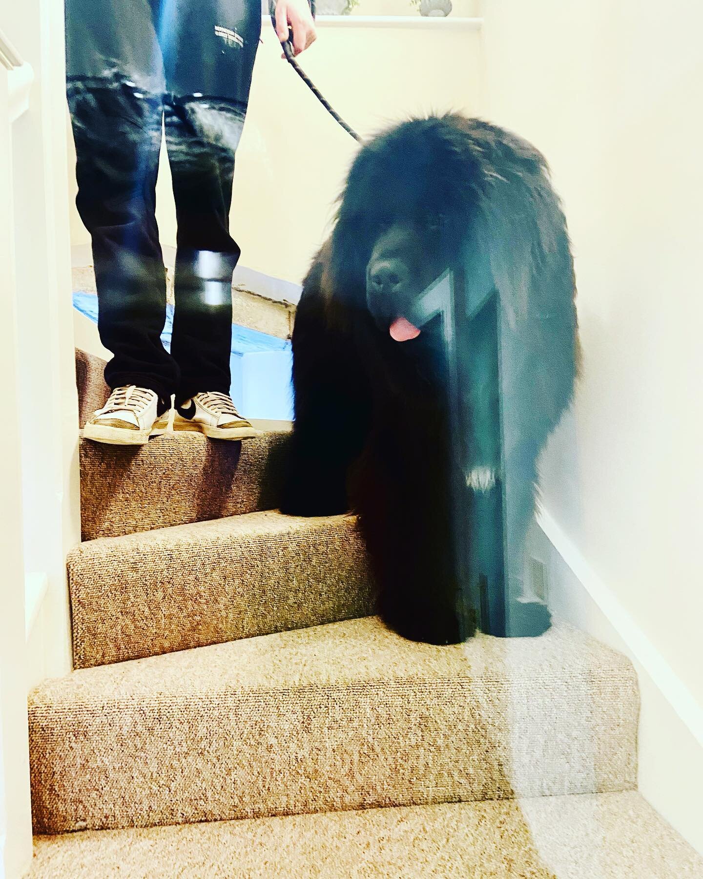 Look who came to visit us this morning! His name is Yogi and genuinely the size of a bear 🐻 🥳🥰