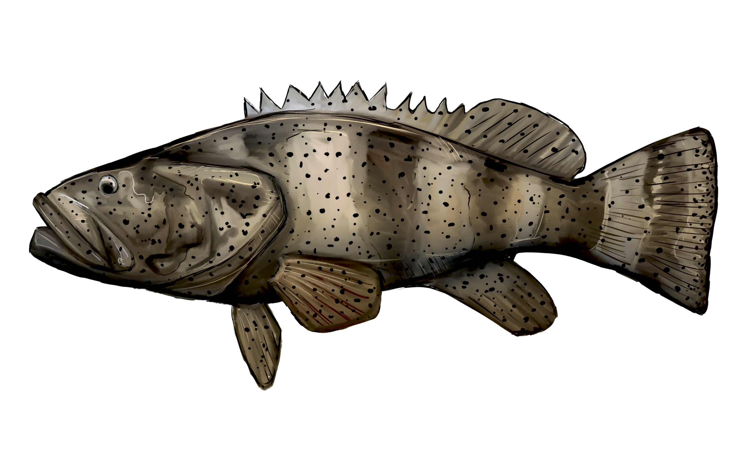 Goliath Grouper — Fishing Florida Charters