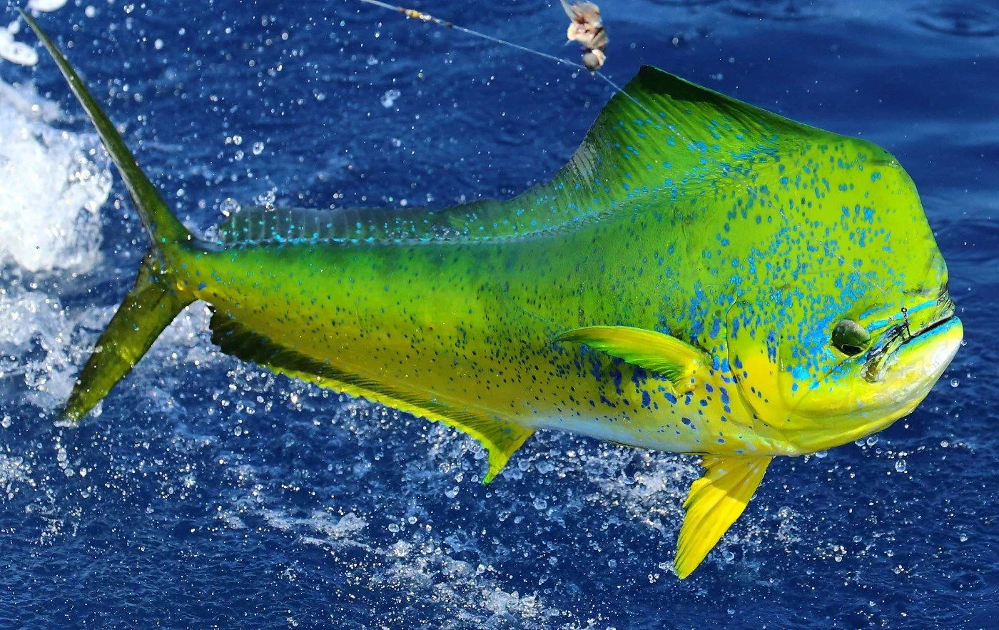 Mahi Mahi — Fishing Florida Charters