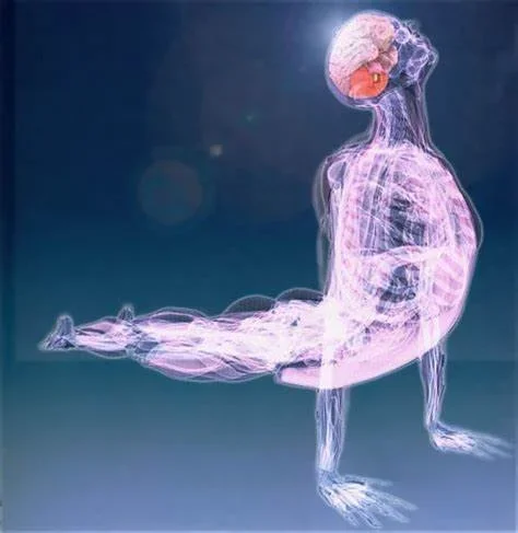 The Language of Fascia: Understanding the Body’s Emotional Web