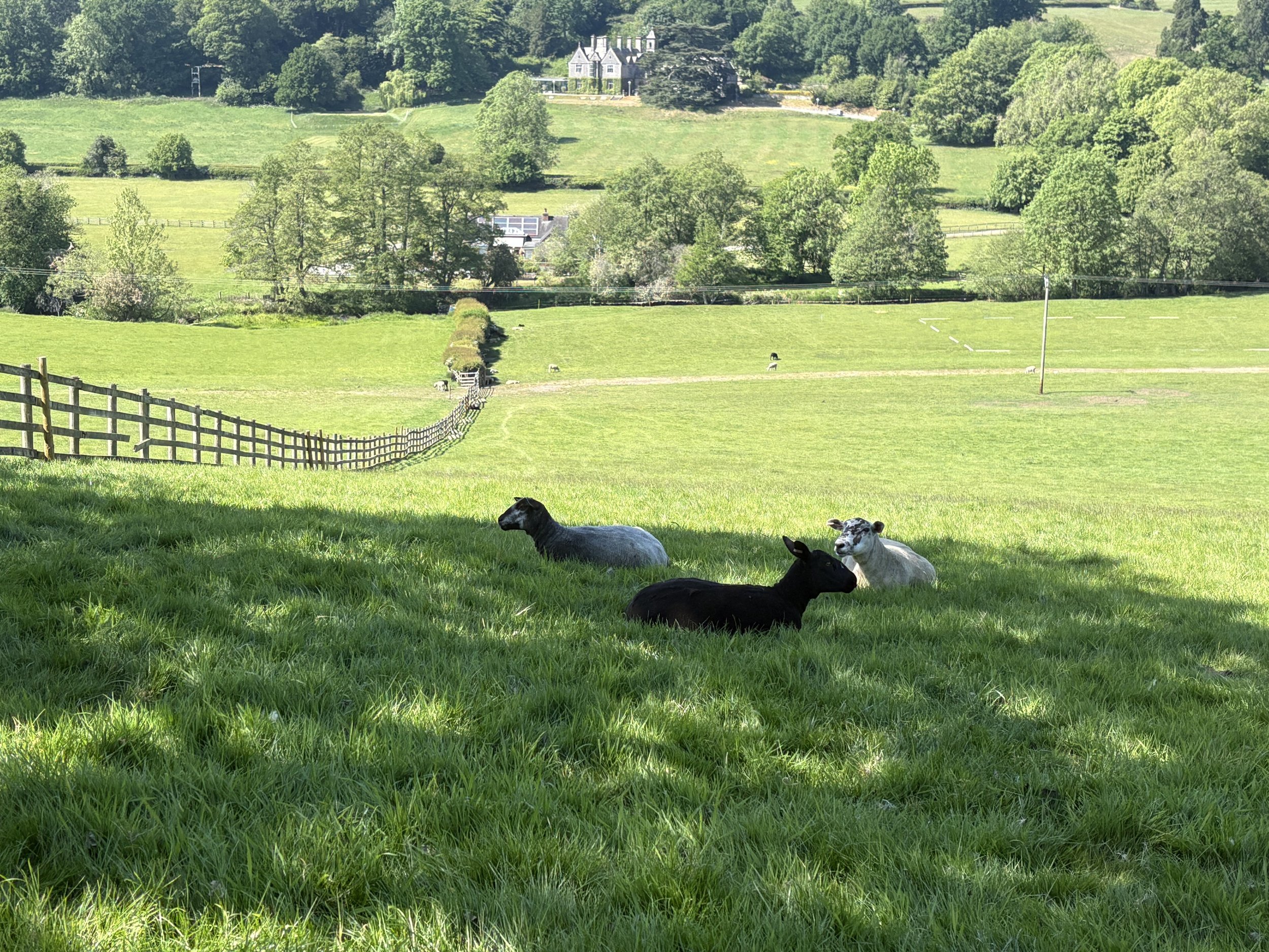 Gotta love all the peaceful sheep enjoying their lives!