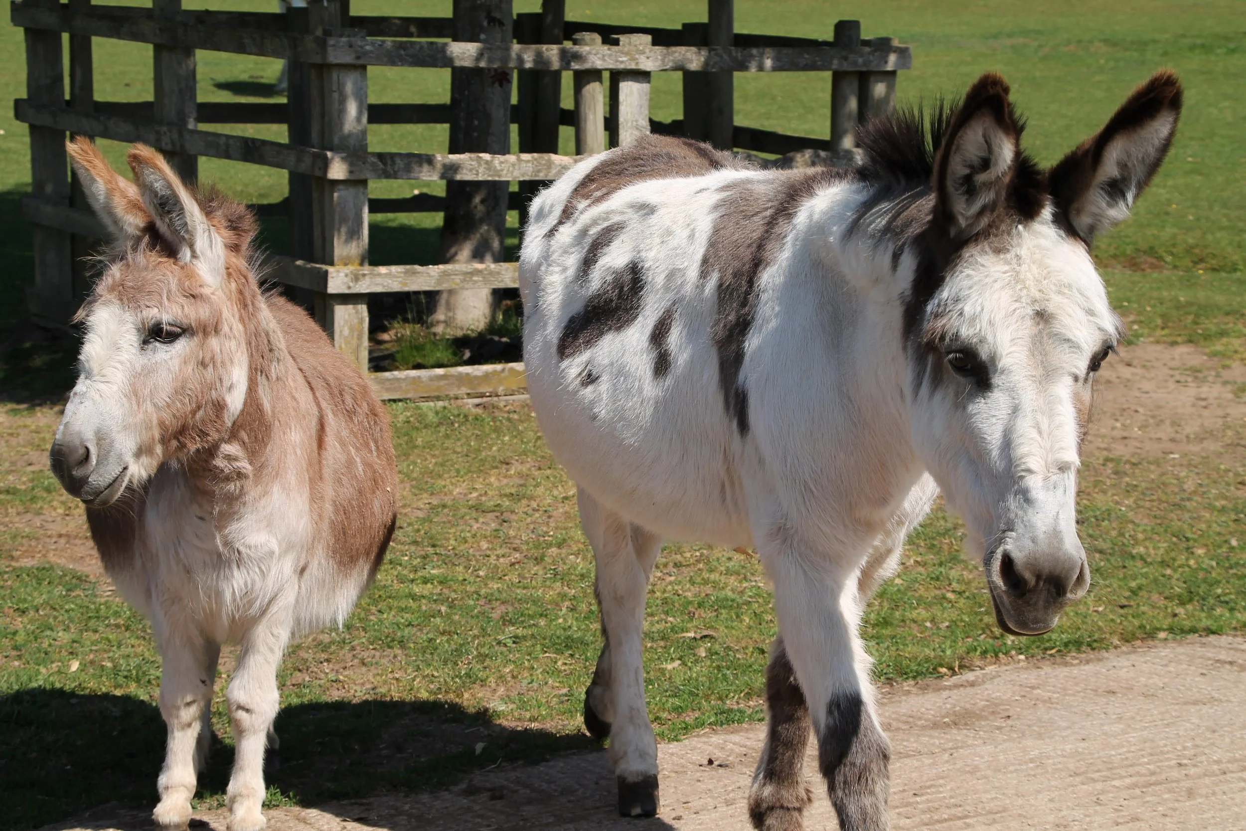 more donkeys! we love them!