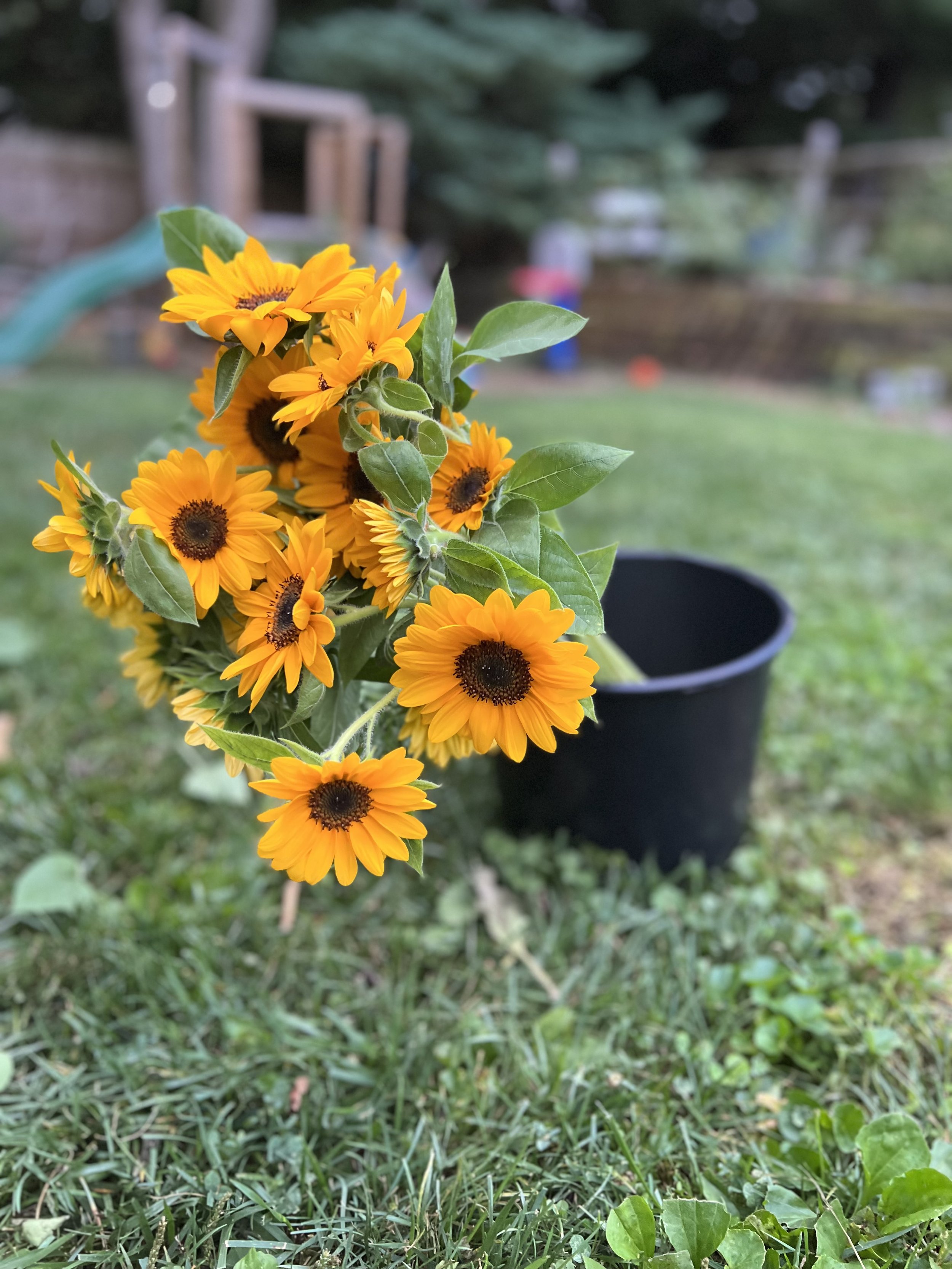 IMG_3363.jpeg