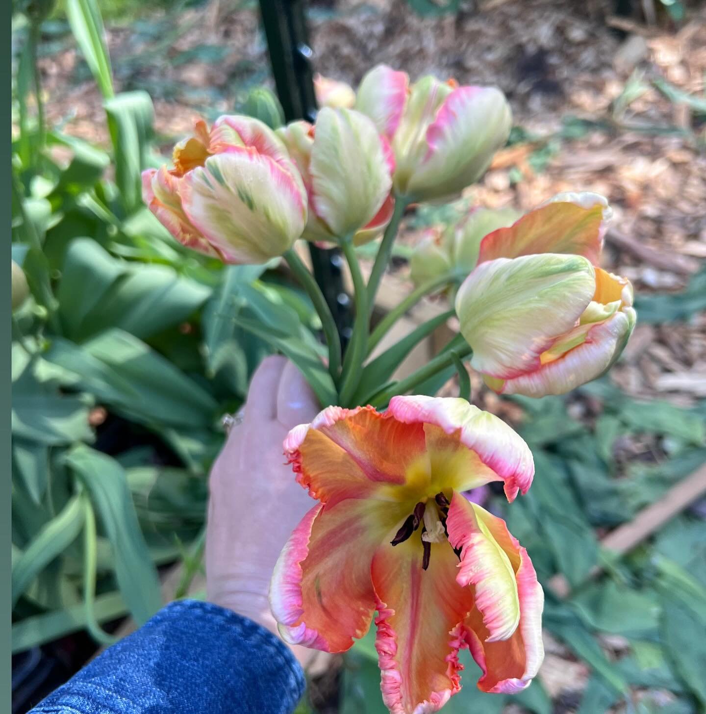 Spring things 🌷

1. Apricot parrot tulips (the pic I frantically texted @lavenderandposies this morning to see if they were too far gone to store)
2. Tulips chilling in the shade before going in the cooler- the red ones (gudoshnik doubles) are GIGAN