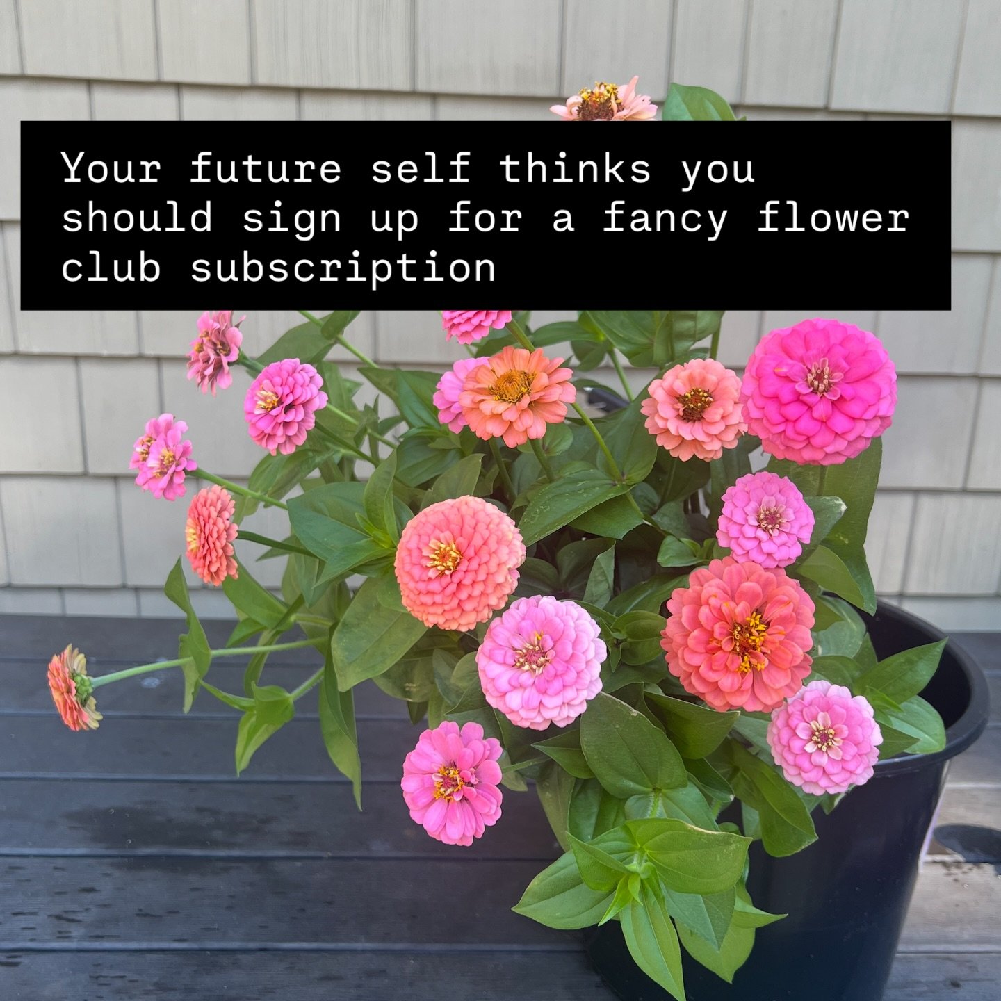 It&rsquo;s that time of the year- subscription (ordering!) season 💐Your pre-order sets you up for a season of gorgeous, locally grown flowers by the bucketful. What&rsquo;s more cheerful than that? 

This year, we&rsquo;re offering 2 sizes:

🌸 Peti