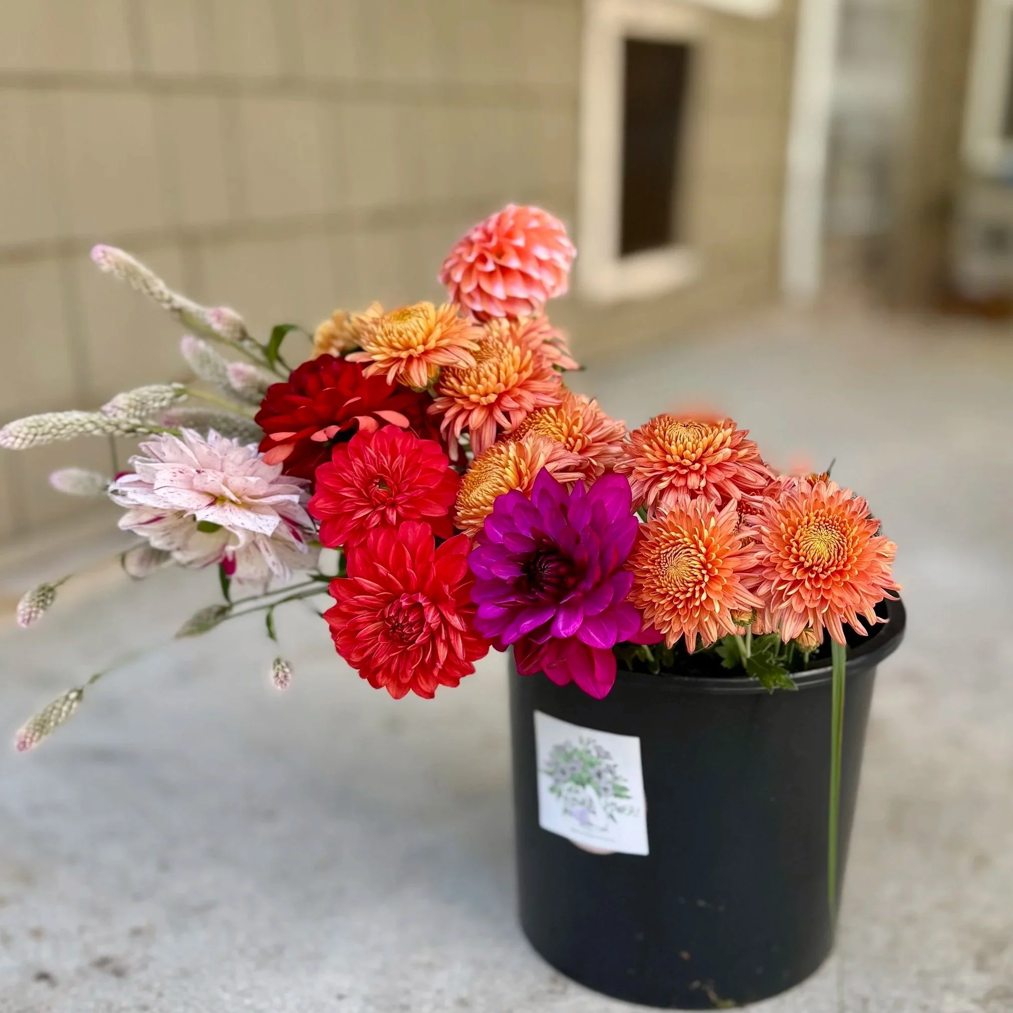 4 Week Fall Subscription