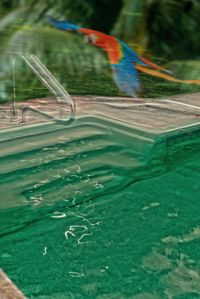 Macaw / Les Perroquets