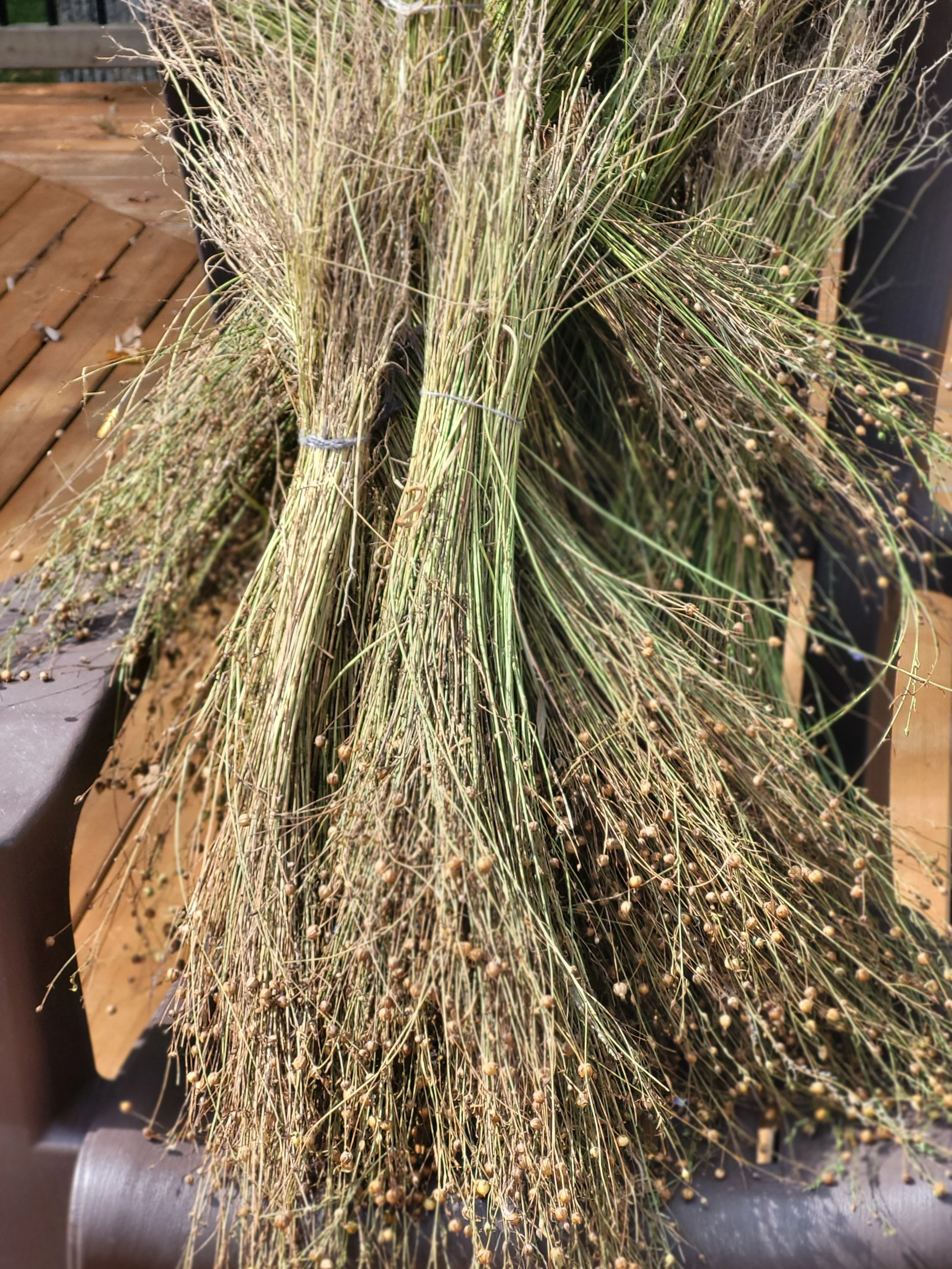 2. Harvested Flax.jpg