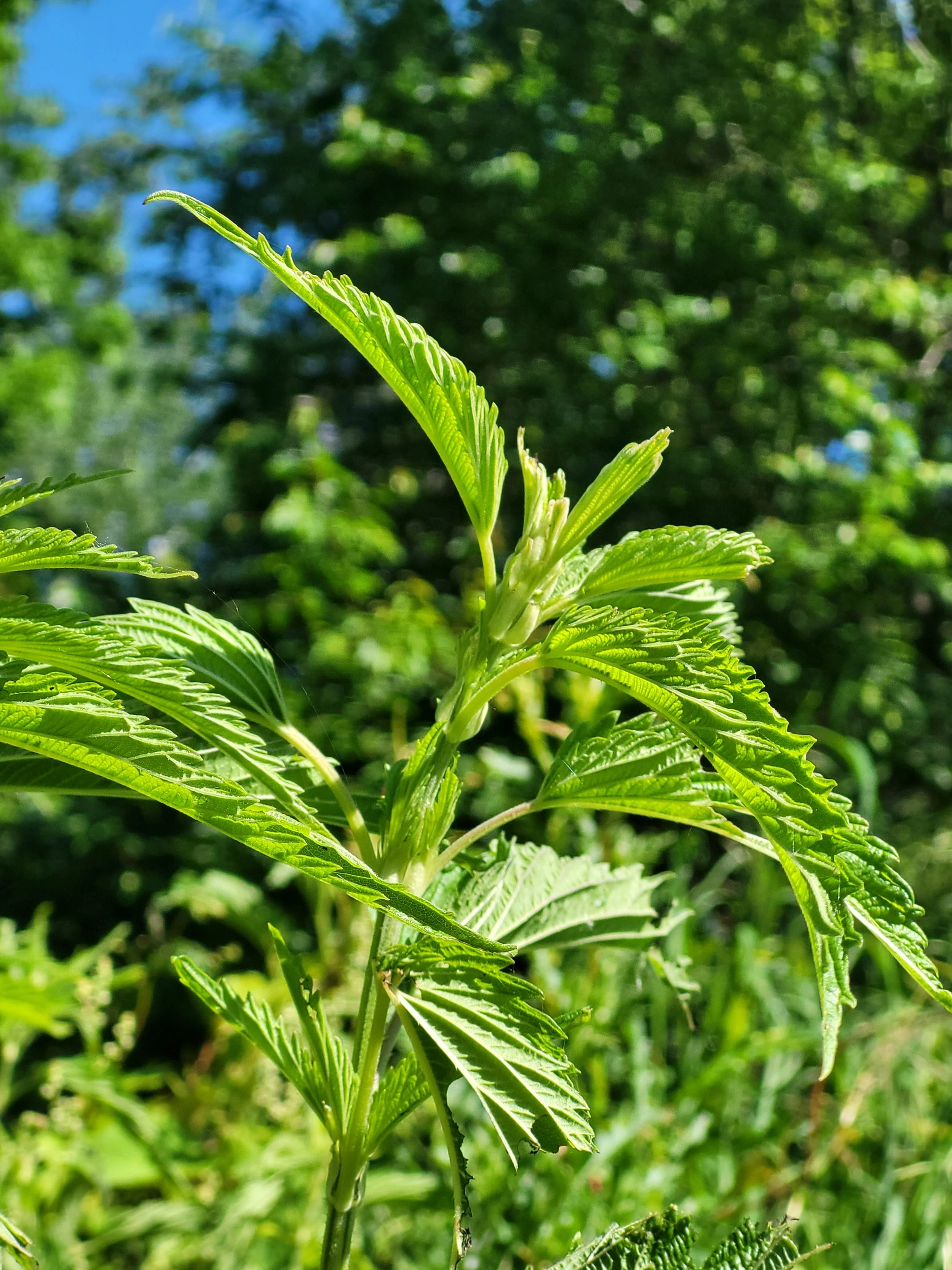1. Summer Nettle.jpg