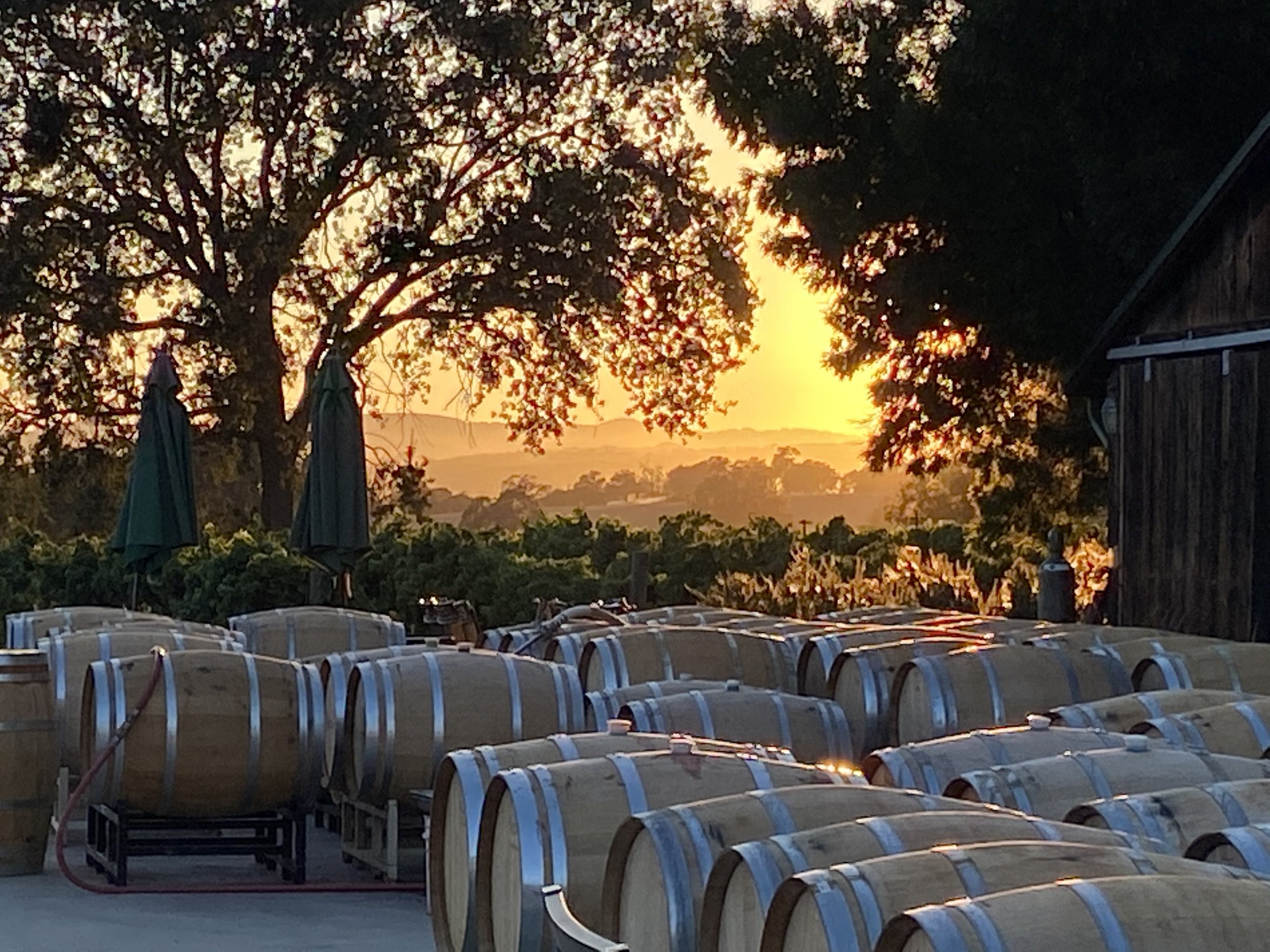 VH barrels at sunset.jpg