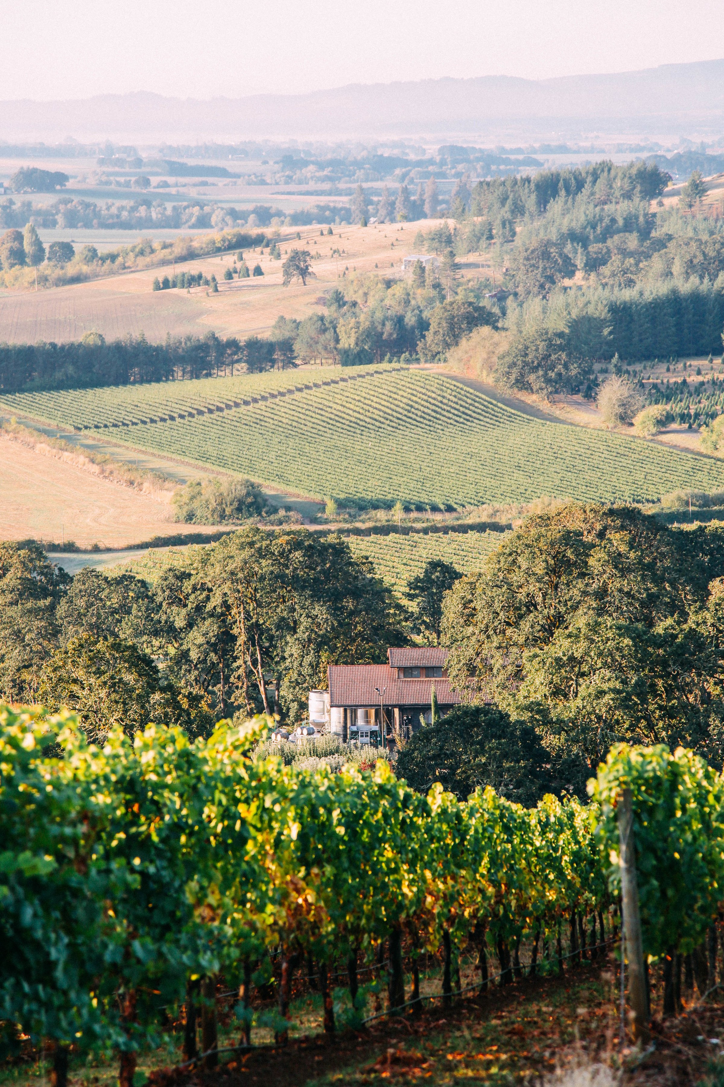Vineyard and Winery.jpg