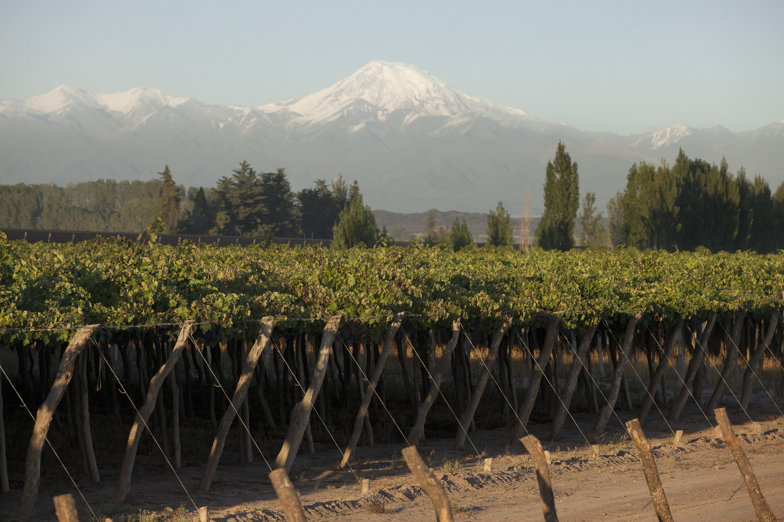 Vineyard with Andes.JPG