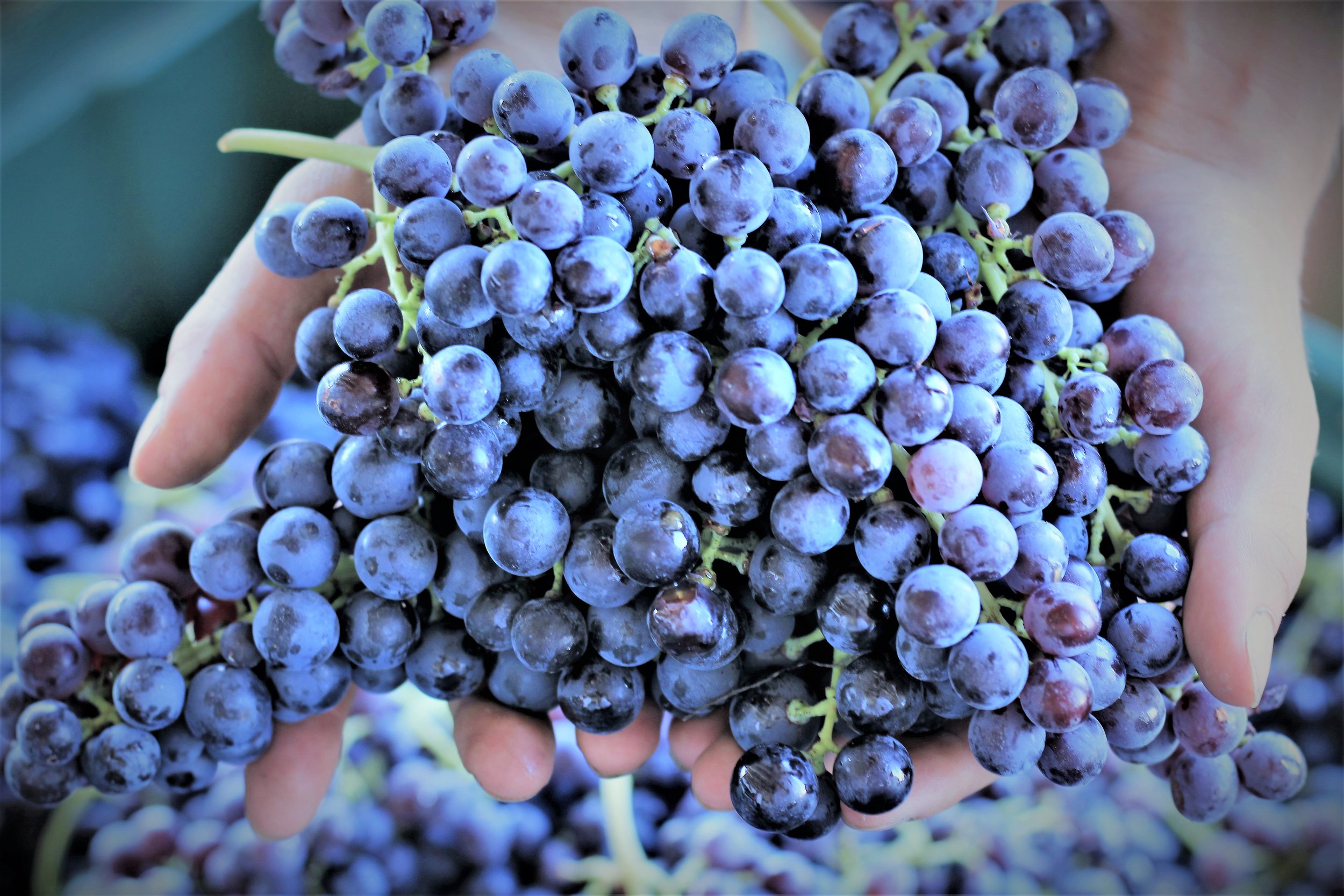 corvina grape.JPG