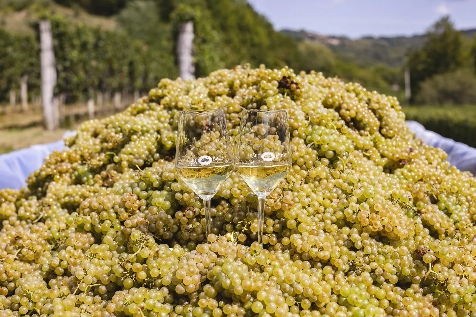 Klet Brda Winery - Wine glasses with grapes.JPG