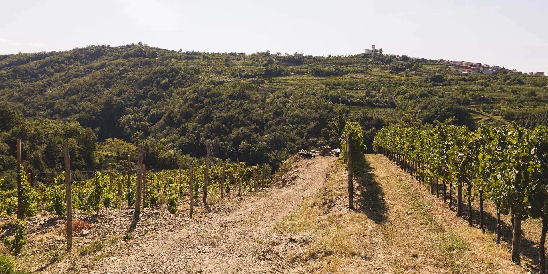 Klet Brda Winery-fields of grape vines (2).JPG